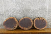 Thumbnail for 3- Black Walnut Live Edge Round Cut Rustic Taxidermy 12403-12405