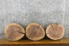 Thumbnail for 3- Black Walnut Live Edge Round Cut Rustic Taxidermy 12403-12405
