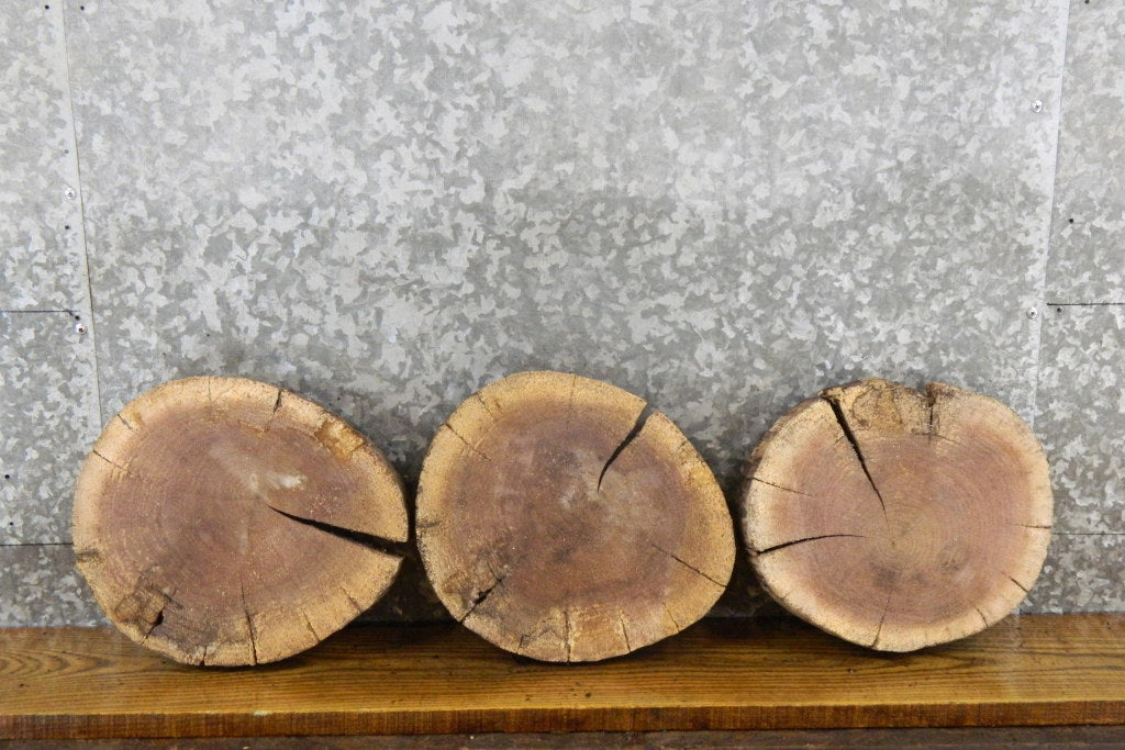 3- Black Walnut Live Edge Round Cut Rustic Taxidermy 12403-12405