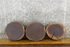 Thumbnail for 3- Black Walnut Live Edge Round Cut Salvaged Taxidermy 12406-12408