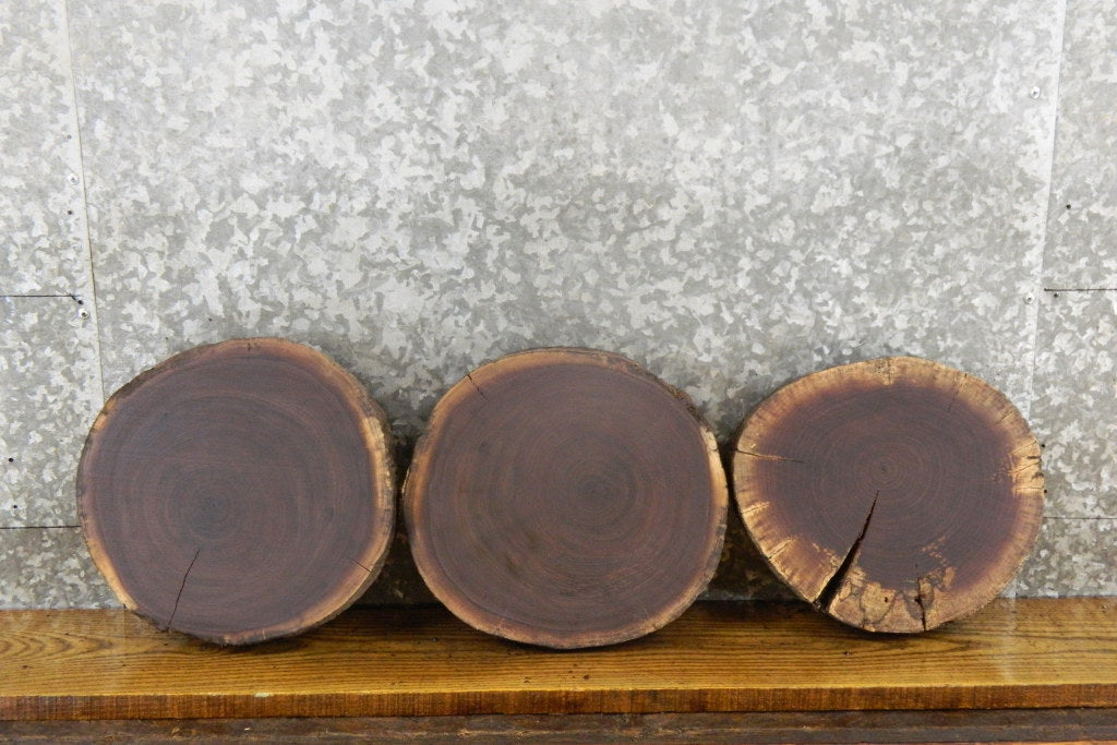 3- Black Walnut Live Edge Round Cut Salvaged Taxidermy 12406-12408