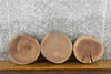Thumbnail for 3- Black Walnut Live Edge Round Cut Salvaged Taxidermy 12406-12408