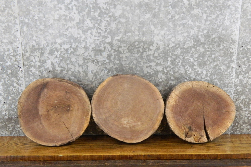 3- Black Walnut Live Edge Round Cut Salvaged Taxidermy 12406-12408