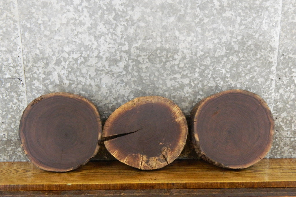 3- Black Walnut Live Edge Round Cut Reclaimed CLOSEOUT 12409-12411