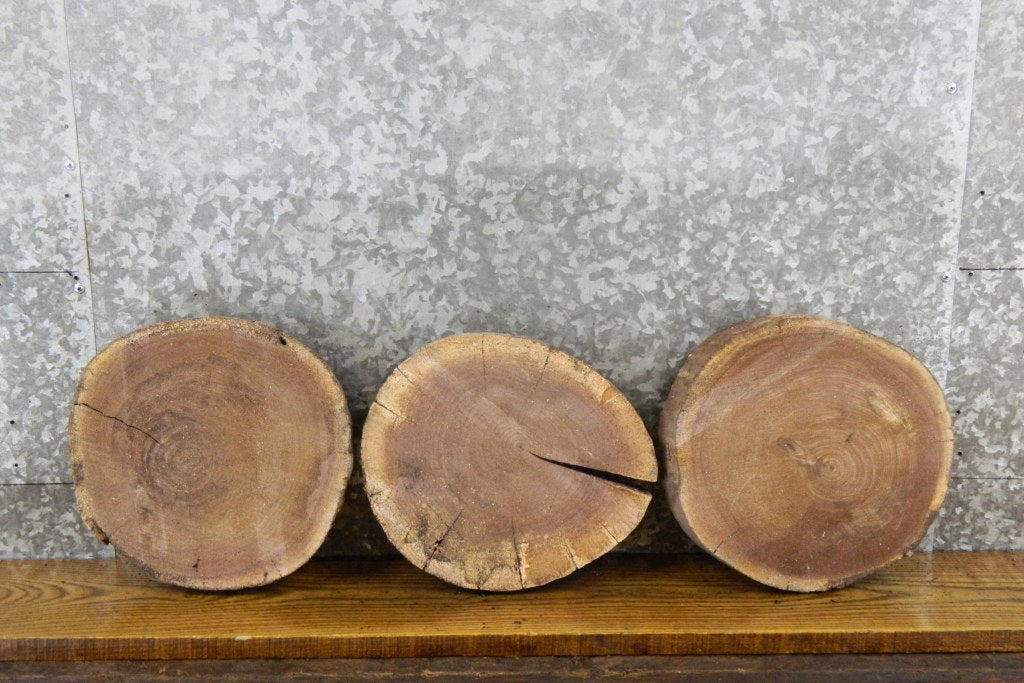 3- Black Walnut Live Edge Round Cut Reclaimed CLOSEOUT 12409-12411