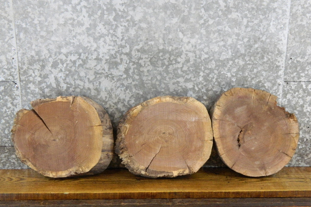 3- Rustic Black Walnut Live Edge Round Cut Slabs 12415-12417
