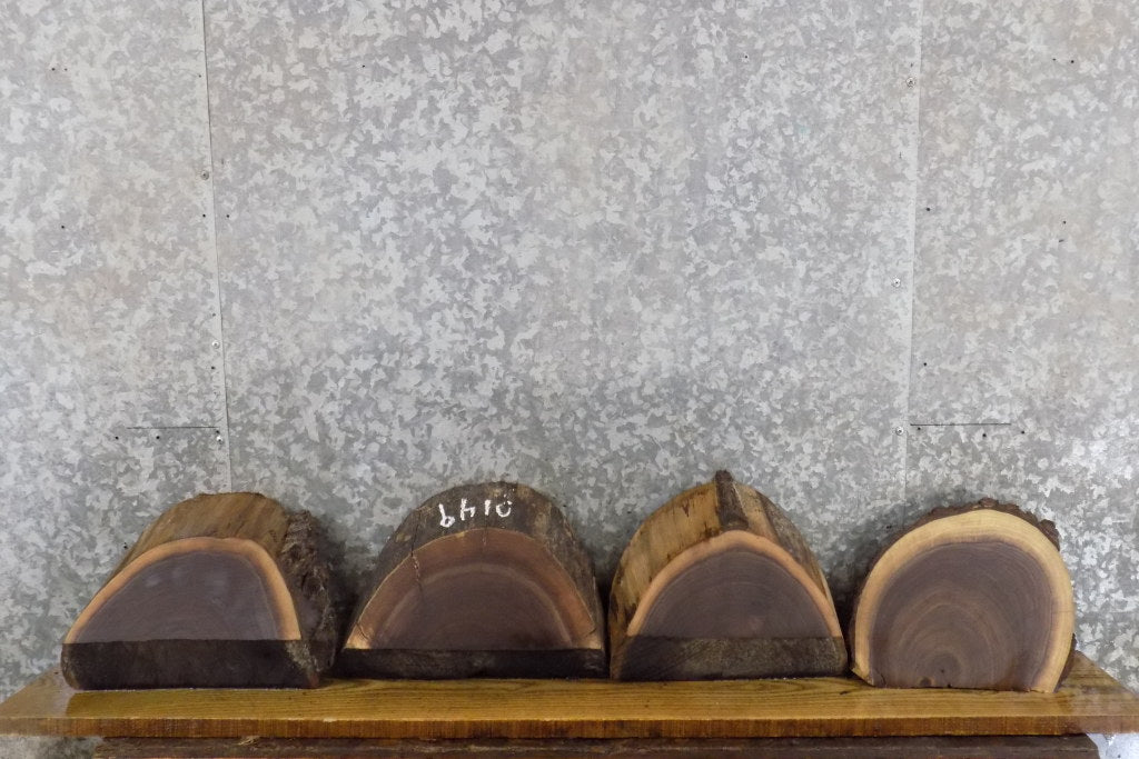 4- Live Edge Round Cut Black Walnut Taxidermy Bases CLOSEOUT 12433-12436