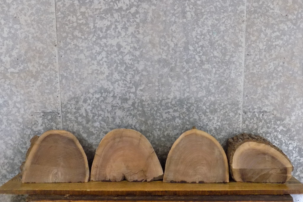 4- Live Edge Round Cut Black Walnut Taxidermy Bases CLOSEOUT 12433-12436