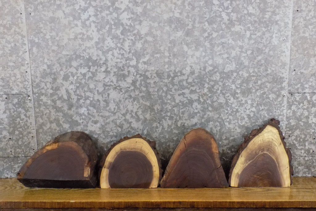 4- Black Walnut Round Cut Partial Live Edge Taxidermy Bases 12455-12458