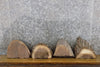 Thumbnail for 4- Black Walnut Round Cut Partial Live Edge Taxidermy Bases 12455-12458