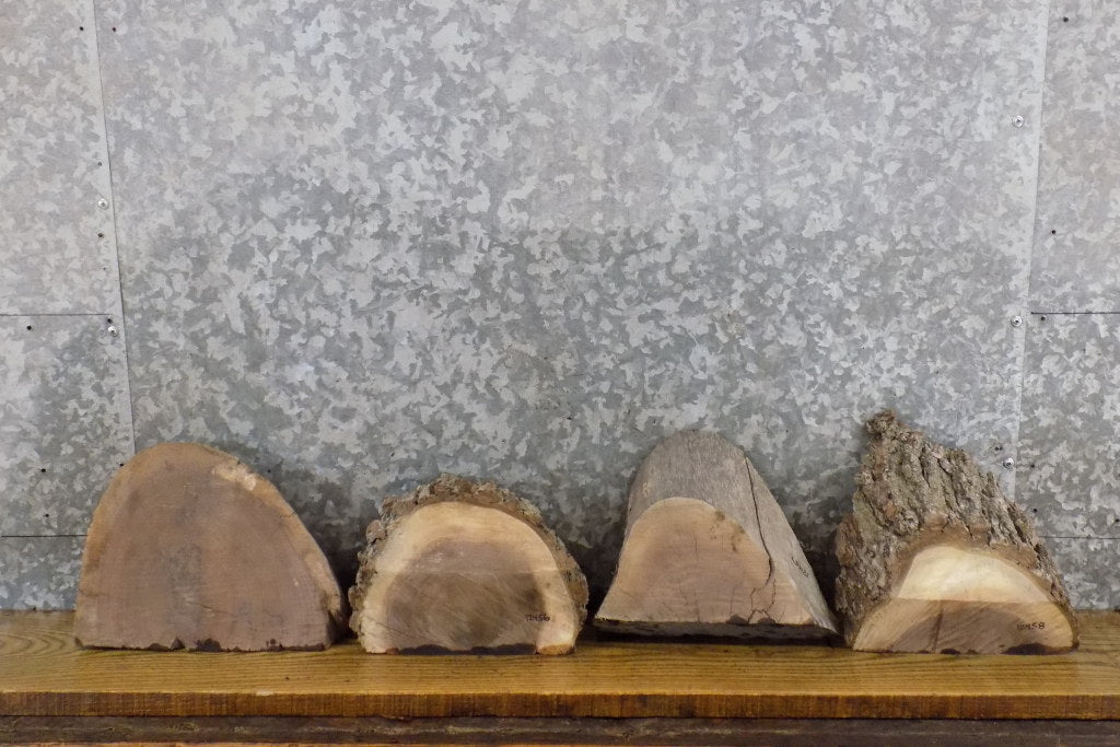 4- Black Walnut Round Cut Partial Live Edge Taxidermy Bases 12455-12458