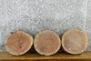 Thumbnail for 3- Round Cut Live Edge Black Walnut Reclaimed Centerpiece Slabs 12506-12508