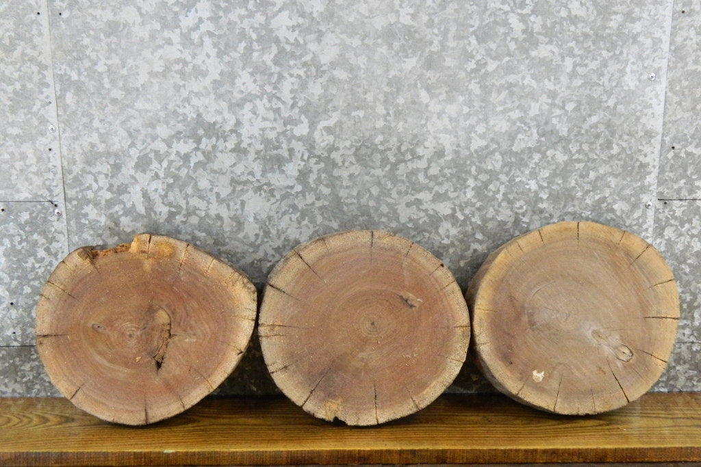 3- Round Cut Live Edge Black Walnut Reclaimed Centerpiece Slabs 12506-12508