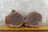 Thumbnail for 2- Live Edge Black Walnut Round Cut Taxidermy Bases 12517-12518