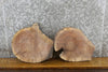 Thumbnail for 2- Live Edge Black Walnut Round Cut Taxidermy Bases 12517-12518