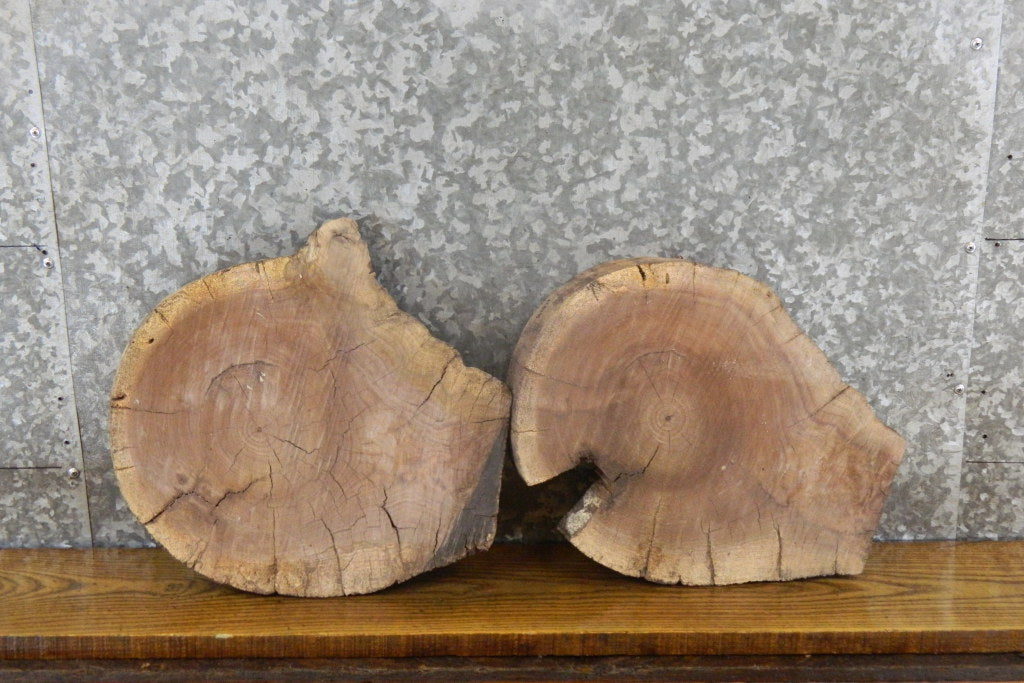 2- Live Edge Black Walnut Round Cut Taxidermy Bases 12517-12518