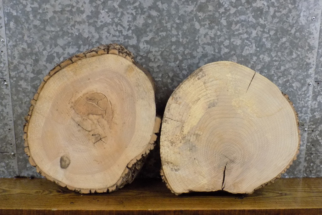 2- Reclaimed Live Edge Ash Round Cut Craft Pack/Centerpiece Slabs 12533-12534