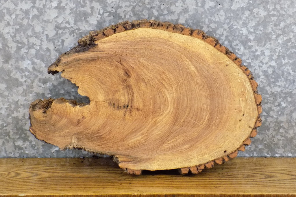 Oval Cut Live Edge Bark Ash DIY Charcuterie Board CLOSEOUT 12547