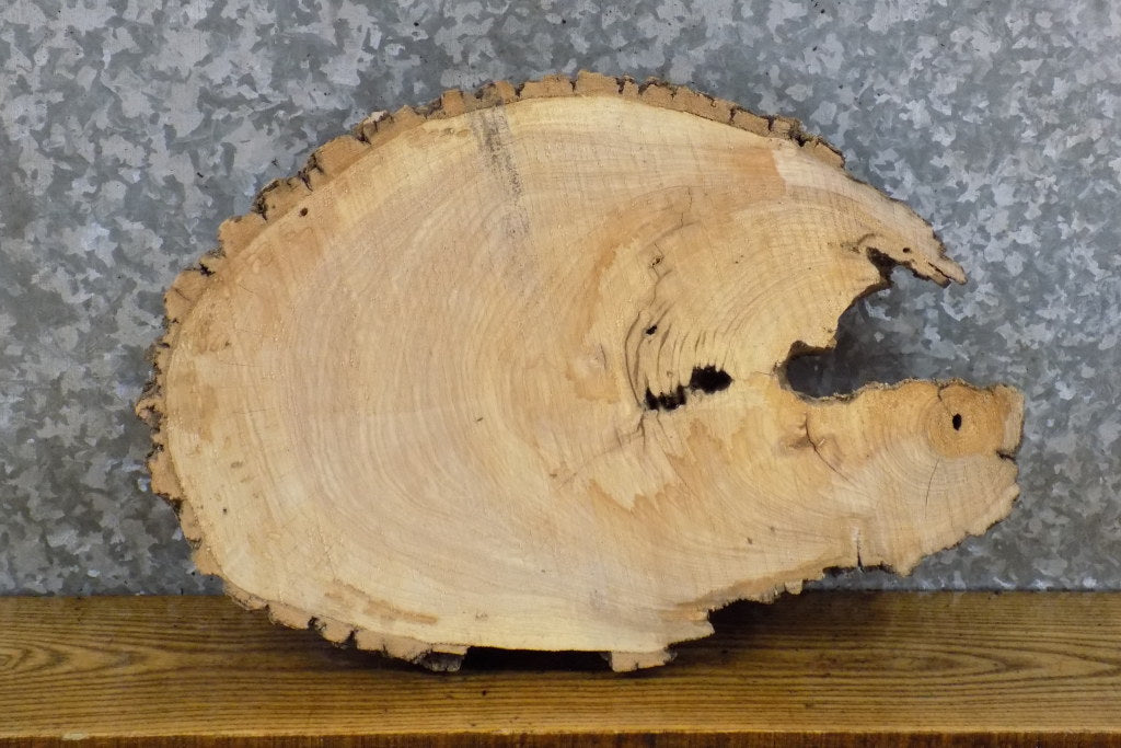Oval Cut Live Edge Bark Ash DIY Charcuterie Board CLOSEOUT 12547