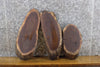 Thumbnail for 3- Oval Cut Black Walnut Live Edge Craft Pack/Taxidermy Bases 12550-12552