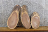 Thumbnail for 3- Oval Cut Black Walnut Live Edge Craft Pack/Taxidermy Bases 12550-12552