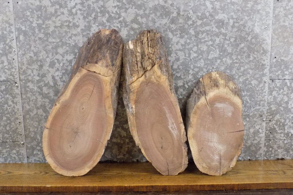 3- Oval Cut Black Walnut Live Edge Craft Pack/Taxidermy Bases 12550-12552