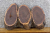 Thumbnail for 3- Live Edge Oval Cut Black Walnut Taxidermy Bases/Craft Pack 12553-12555