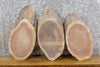Thumbnail for 3- Live Edge Oval Cut Black Walnut Taxidermy Bases/Craft Pack 12553-12555