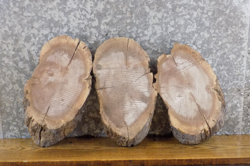3- Rustic Oval Cut Live Edge Black Walnut Craft Pack Wood Slabs 12556-12558