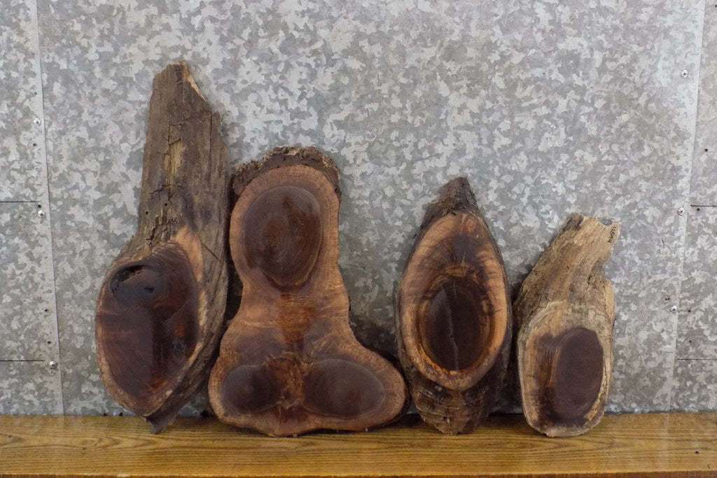 4- Rustic Oval Cut Live Edge Black Walnut Taxidermy Base Slabs 12591-12594