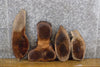 Thumbnail for 4- Rustic Oval Cut Live Edge Black Walnut Taxidermy Base Slabs 12591-12594