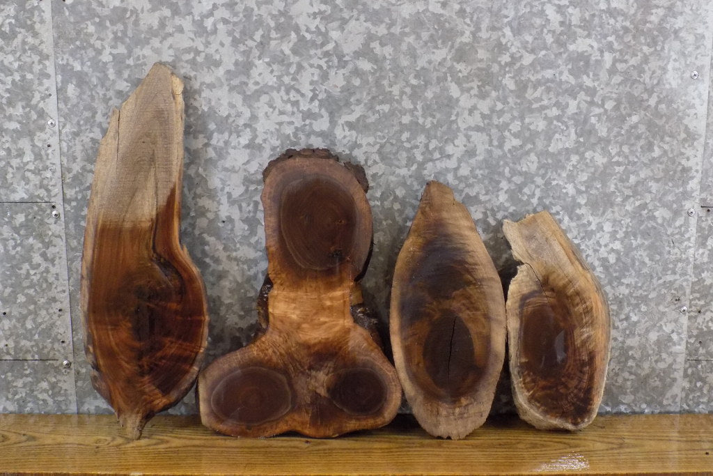 4- Rustic Oval Cut Live Edge Black Walnut Taxidermy Base Slabs 12591-12594