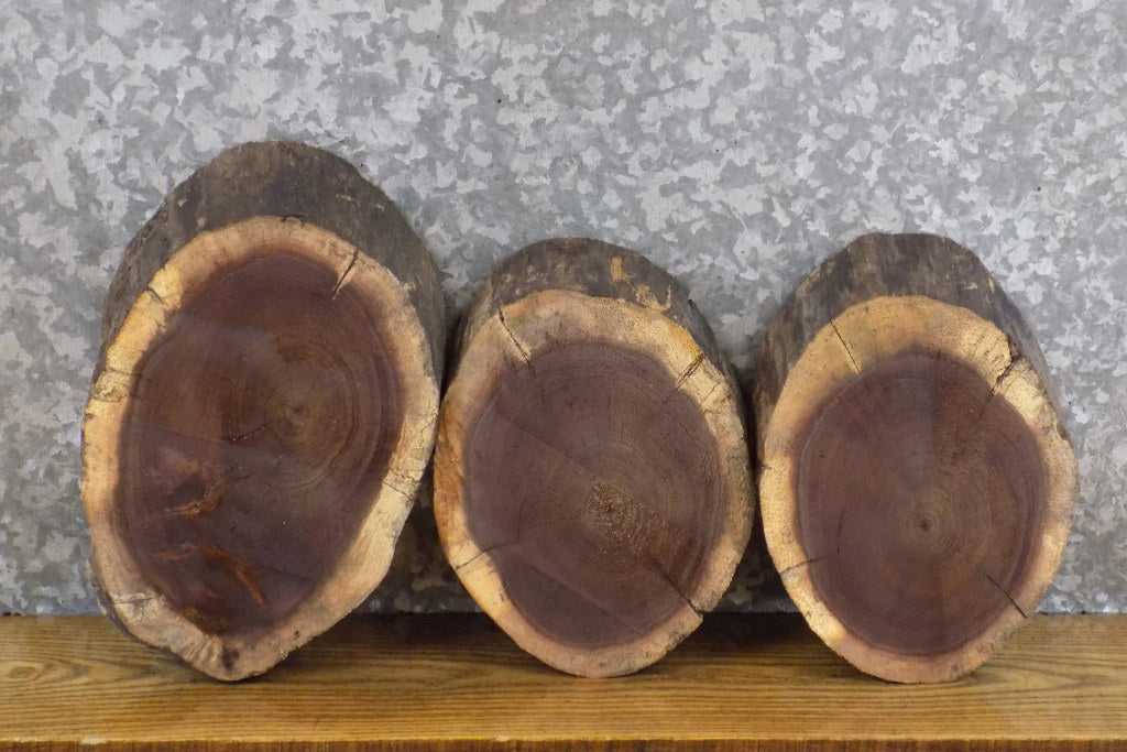 3- Black Walnut Round Cut Live Edge Taxidermy Bases/Craft Pack 12598-12600