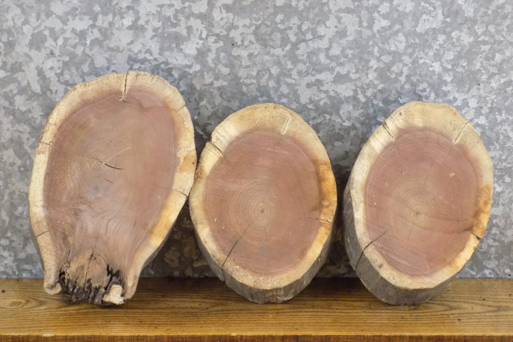 3- Black Walnut Round Cut Live Edge Taxidermy Bases/Craft Pack 12598-12600