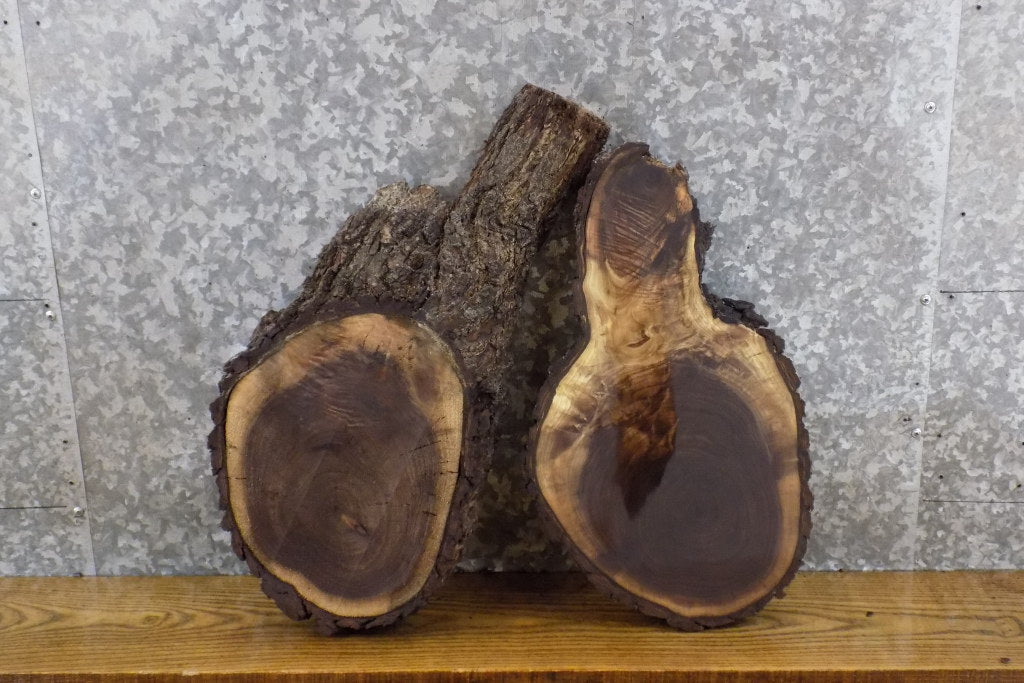 2- Live Edge Bark Oval Cut Black Walnut Craft Pack Wood Slabs 12694-12695
