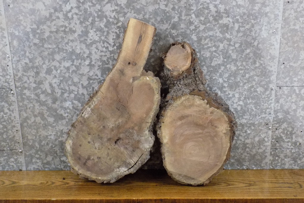 2- Live Edge Bark Oval Cut Black Walnut Craft Pack Wood Slabs 12694-12695