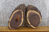 Thumbnail for 2- Live Edge Bark Oval Cut Black Walnut Salvaged Craft Pack Slabs 12711-12712