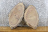 Thumbnail for 2- Live Edge Bark Oval Cut Black Walnut Salvaged Craft Pack Slabs 12711-12712