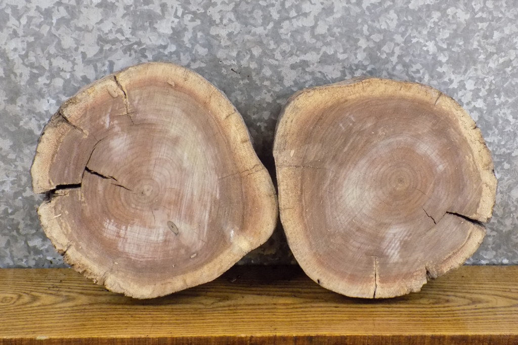 2- Live Edge Reclaimed Round Cut Black Walnut Craft Pack Slabs 12723-12724