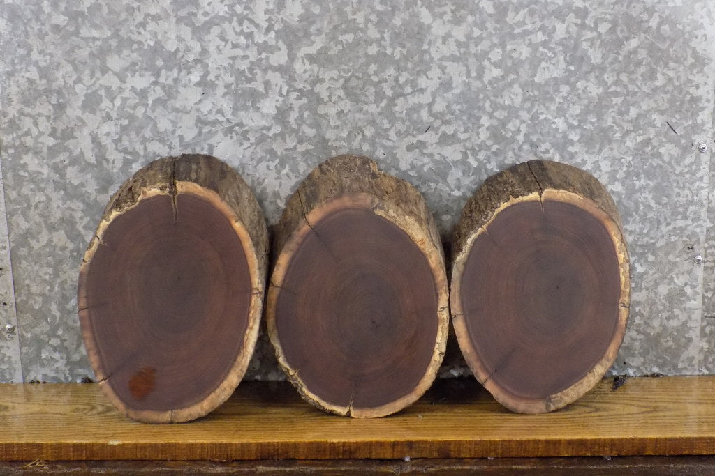 3- Live Edge Black Walnut Salvaged Round Cut Taxidermy Base Slabs 12734-12736