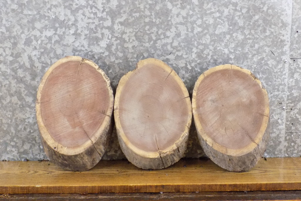3- Live Edge Black Walnut Salvaged Round Cut Taxidermy Base Slabs 12734-12736