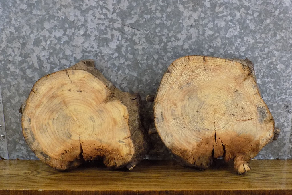 2- Round Cut Live Edge Pine Craft Pack/Taxidermy Bases CLOSEOUT 12745-12746