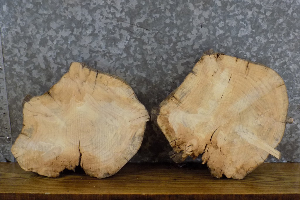 2- Round Cut Live Edge Pine Craft Pack/Taxidermy Bases CLOSEOUT 12745-12746