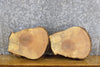 Thumbnail for 2- Live Edge Round Cut Ash Craft Pack CLOSEOUT 12778-12779