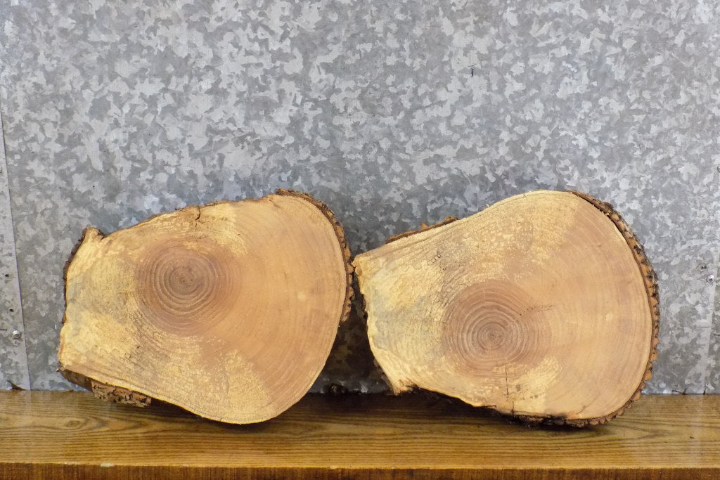 2- Live Edge Round Cut Ash Craft Pack CLOSEOUT 12778-12779