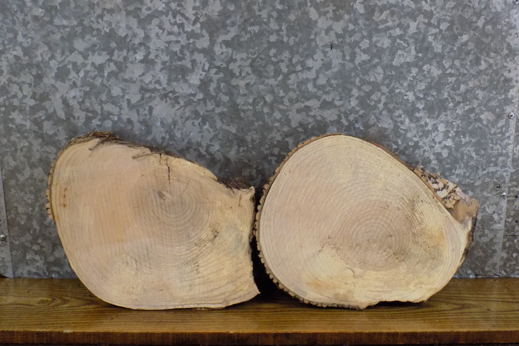 2- Live Edge Round Cut Ash Craft Pack CLOSEOUT 12778-12779