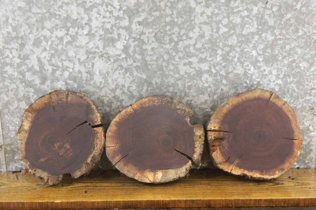 3- Rustic Black Walnut Round Cut Live Edge Taxidermy Base Slabs 12796-12798