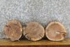 Thumbnail for 3- Rustic Black Walnut Round Cut Live Edge Taxidermy Base Slabs 12796-12798