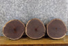 Thumbnail for 3- Black Walnut Salvaged Round Cut Live Edge Taxidermy Bases 12803-12805