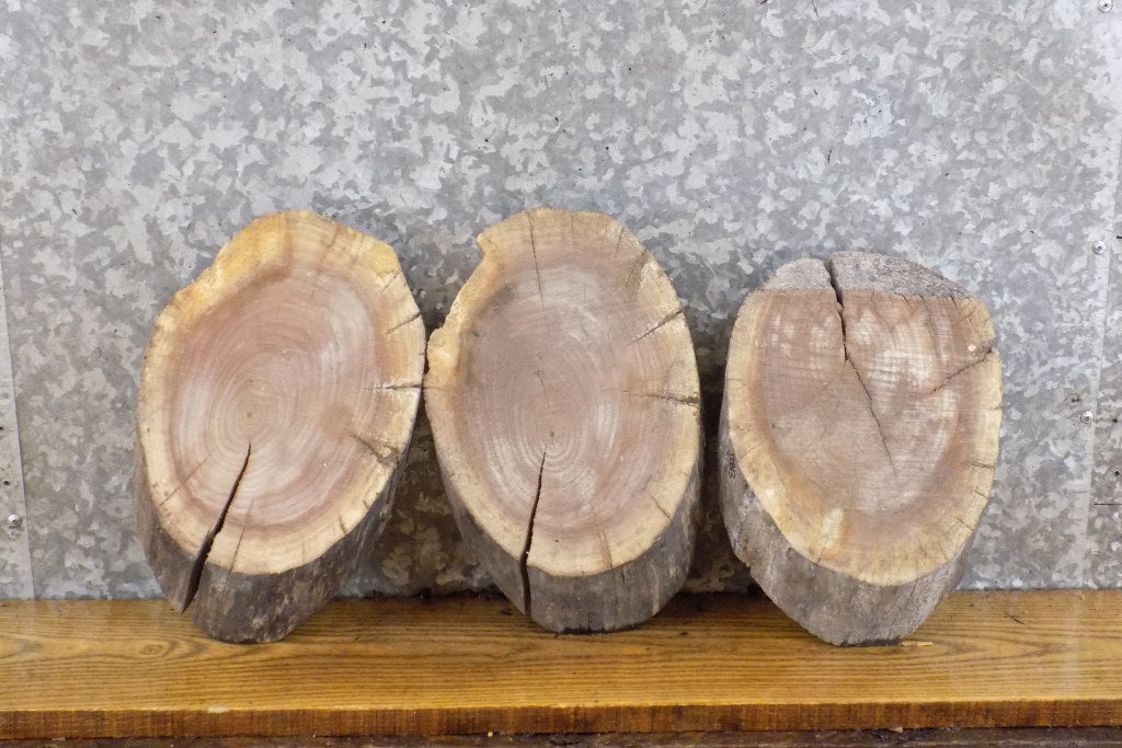 3- Round Cut Rustic Live Edge Black Walnut Centerpiece Wood Slabs 12811-12813